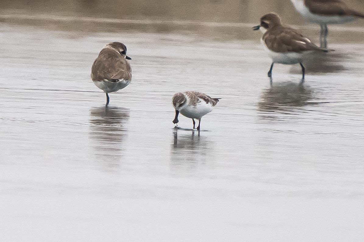 Alan Davies tweet media