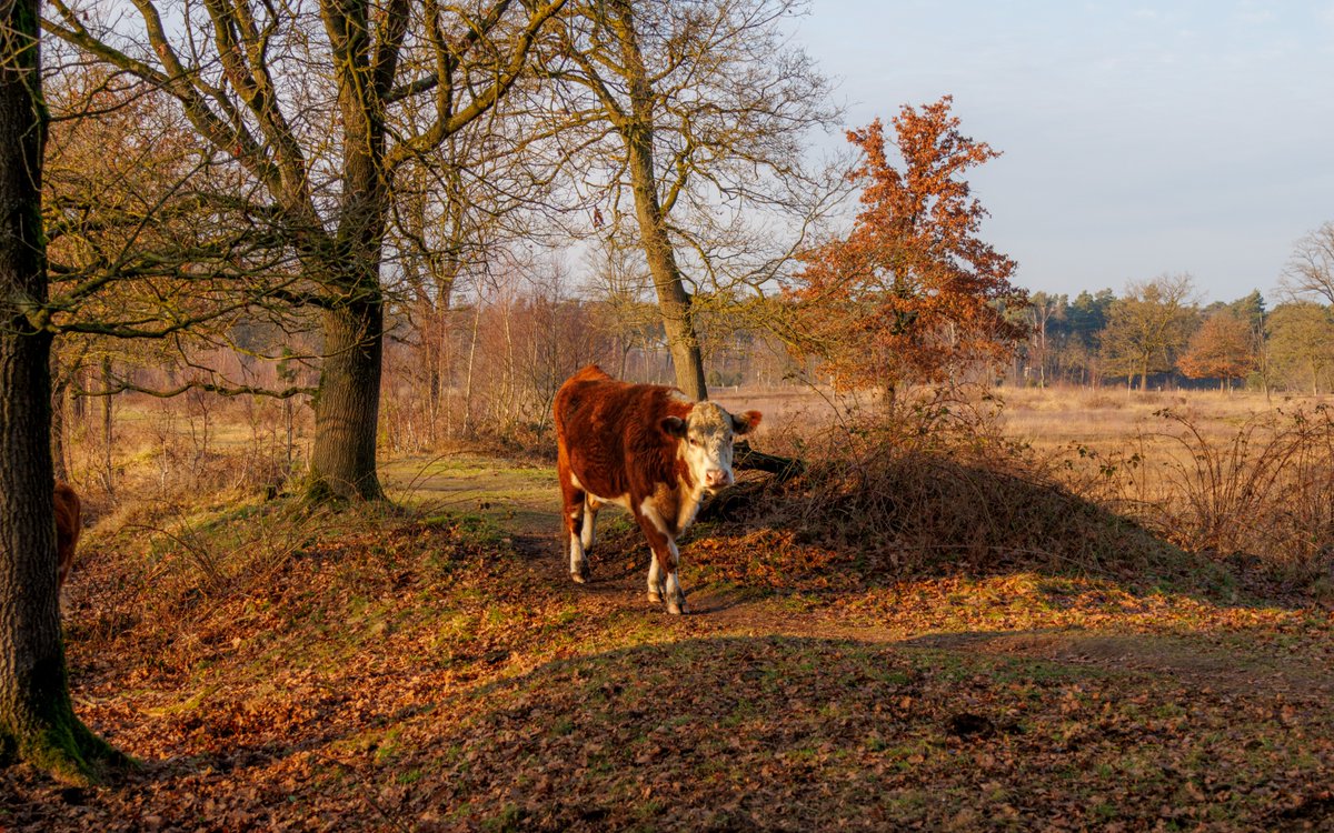 AnnySpoolder's tweet photo. Goedemorgen, we zitten alweer in het midden van de week. Fijne woensdag!😀🏠☕️
foto> een voorbijganger in natuurgebied De #Borkeld nabij #Markelo #LandschapOverijssel #mooitwente #mooinederland https://t.co/JAzZTgHsiG