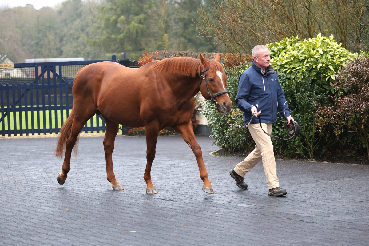 Australia 🇦🇺  (Galileo x Ouija Board)
#IrishStallionTrail