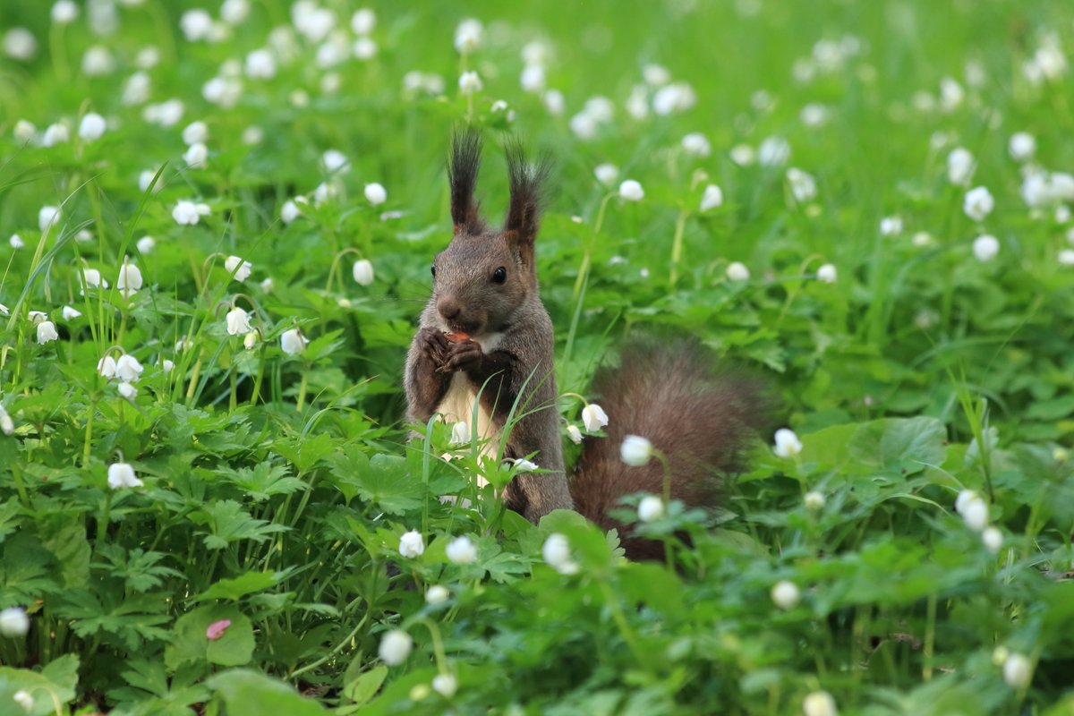 SeichanLog's tweet photo. 2月21日は、国際リス感謝デー（International Squirrel Appreciation Day）だそう🐿️
「身近なリスが無事に越冬できるように」という願いを込めて、アメリカで野生動物のリハビリを行う自然保護施設のスタッフによって制定されました✨

いつもなごませてくれて、感謝してますよ。また遊んでね🥜 https://t.co/fIY9eilorH