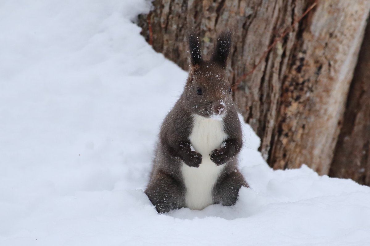 SeichanLog's tweet photo. 2月21日は、国際リス感謝デー（International Squirrel Appreciation Day）だそう🐿️
「身近なリスが無事に越冬できるように」という願いを込めて、アメリカで野生動物のリハビリを行う自然保護施設のスタッフによって制定されました✨

いつもなごませてくれて、感謝してますよ。また遊んでね🥜 https://t.co/fIY9eilorH