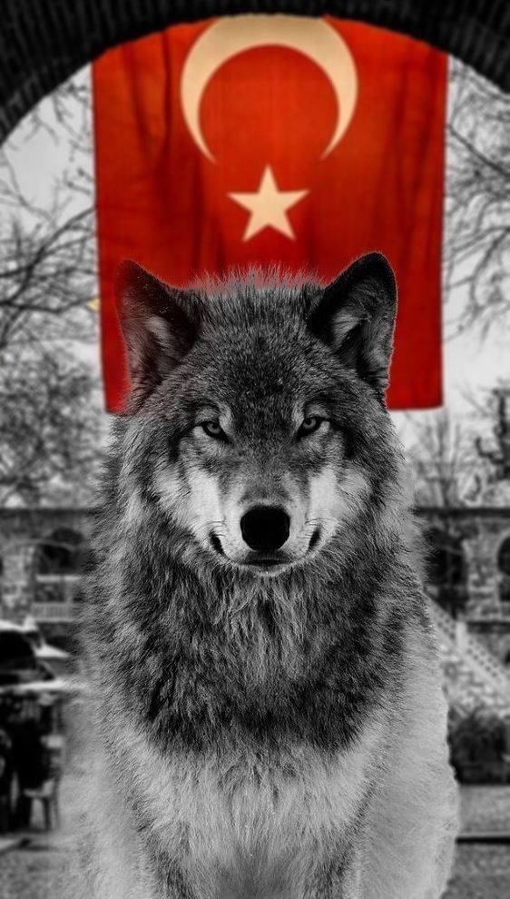 busrayy98's tweet photo. Barut kokar papatyam
Mehtabımız kanlıdır.
Atsızların yurdunda
Sadece Vatan şanlıdır.
#BayrakNamustur #Bayrak #BayrakOnurumuzdur https://t.co/TTMvy9Slnd