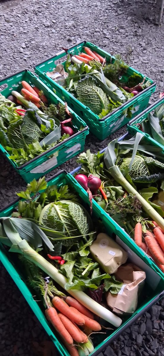 The Shed tweet media