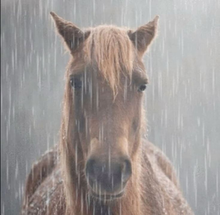 te extraño hoshi, volvé a mí