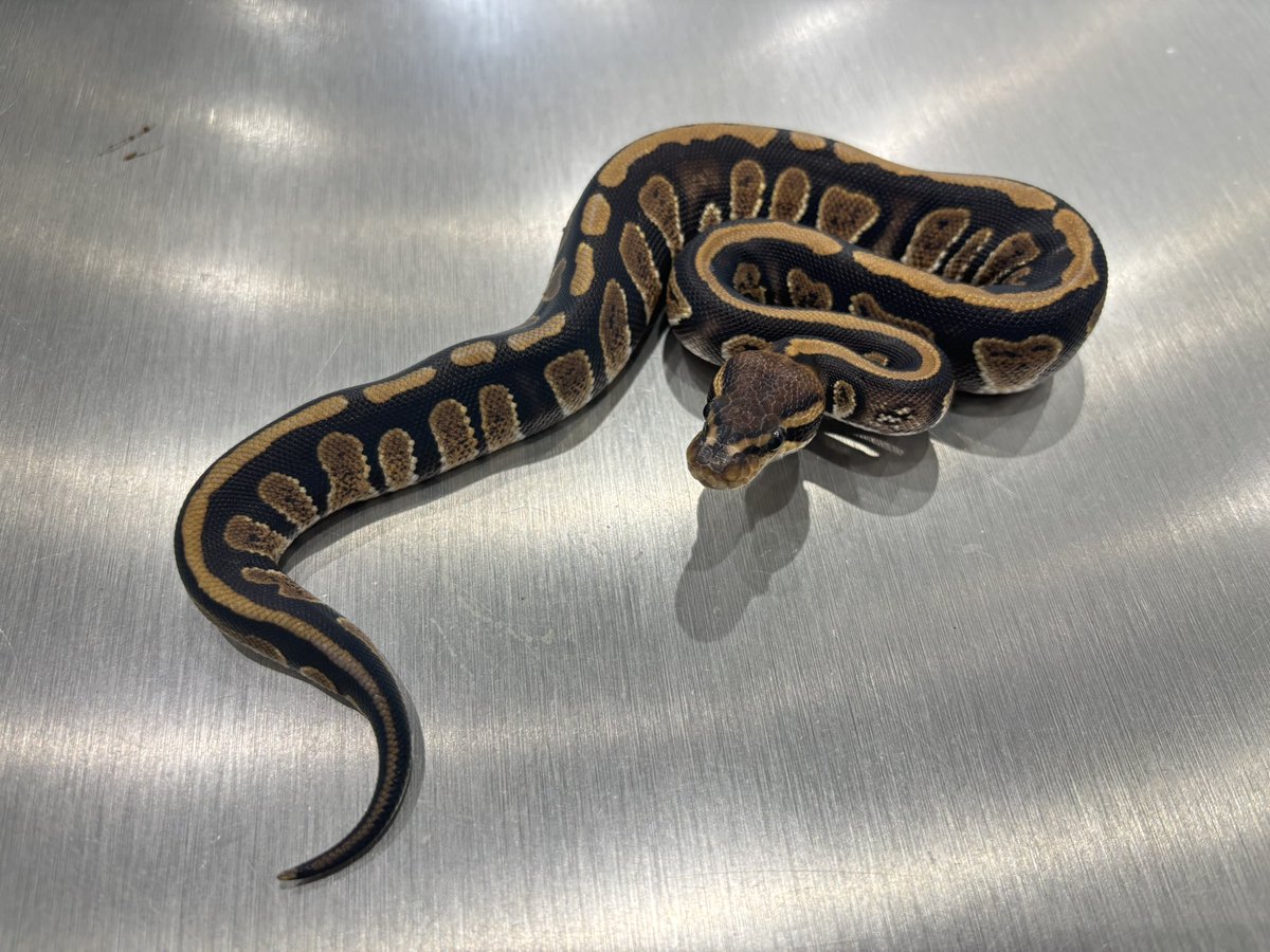 Stranger het clown ♂ 電子決済特価 税込 59,800円 当店は基本的に