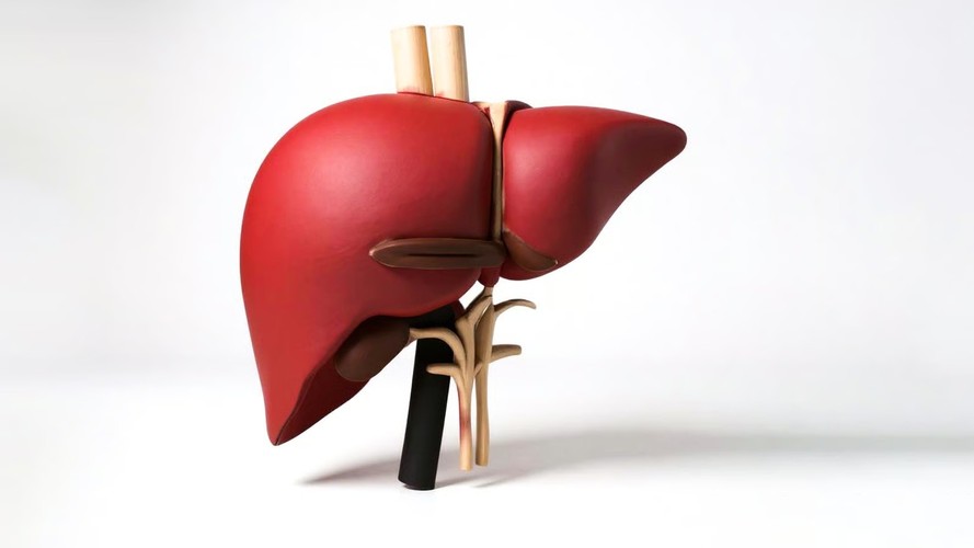 real3DPtech's tweet photo. A U.S. $200 million-funded program aims to 3D-print fully functional, patient-specific livers using their own cells, potentially ending transplant waiting lists and lifelong immunosuppression. https://t.co/tLjYzOdDyZ #BIO3DPRINTEDLIVER #3DPtech https://t.co/K5QO5O7eWl