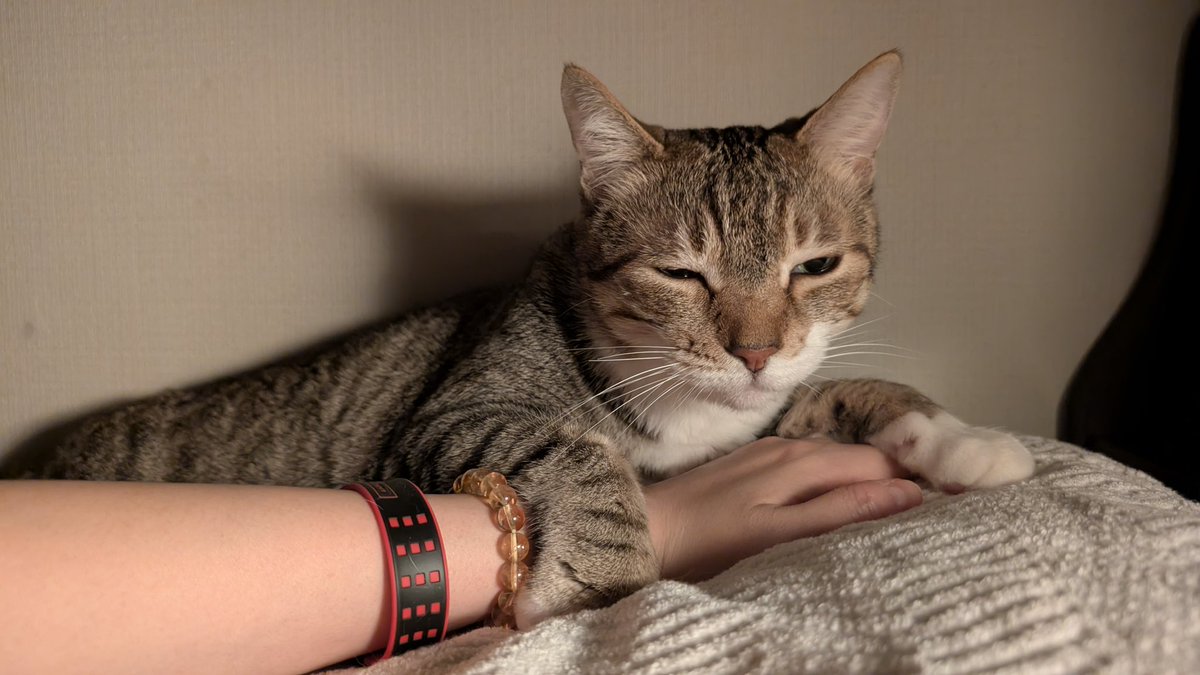 今のTwitter(自称X)のアルゴリズムでは動画や長文が優遇されて画像ツイートは伸びないそうです
つまりこれは限られた人にだけ見える、飼い主の手を捕まえて優越感に浸るﾈｺﾁｬﾝの画像です  見えた方々はご査収ください