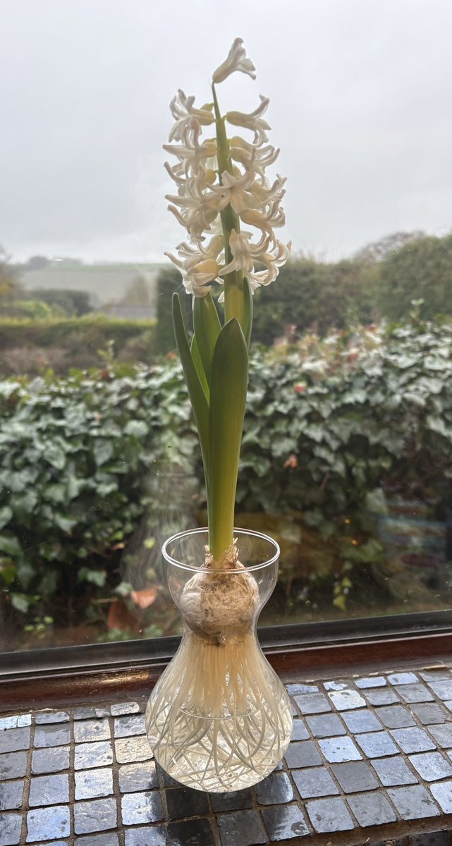 SNS Solicitors in Maidstone are pleased that it’s not only the snowdrops flowering this year!