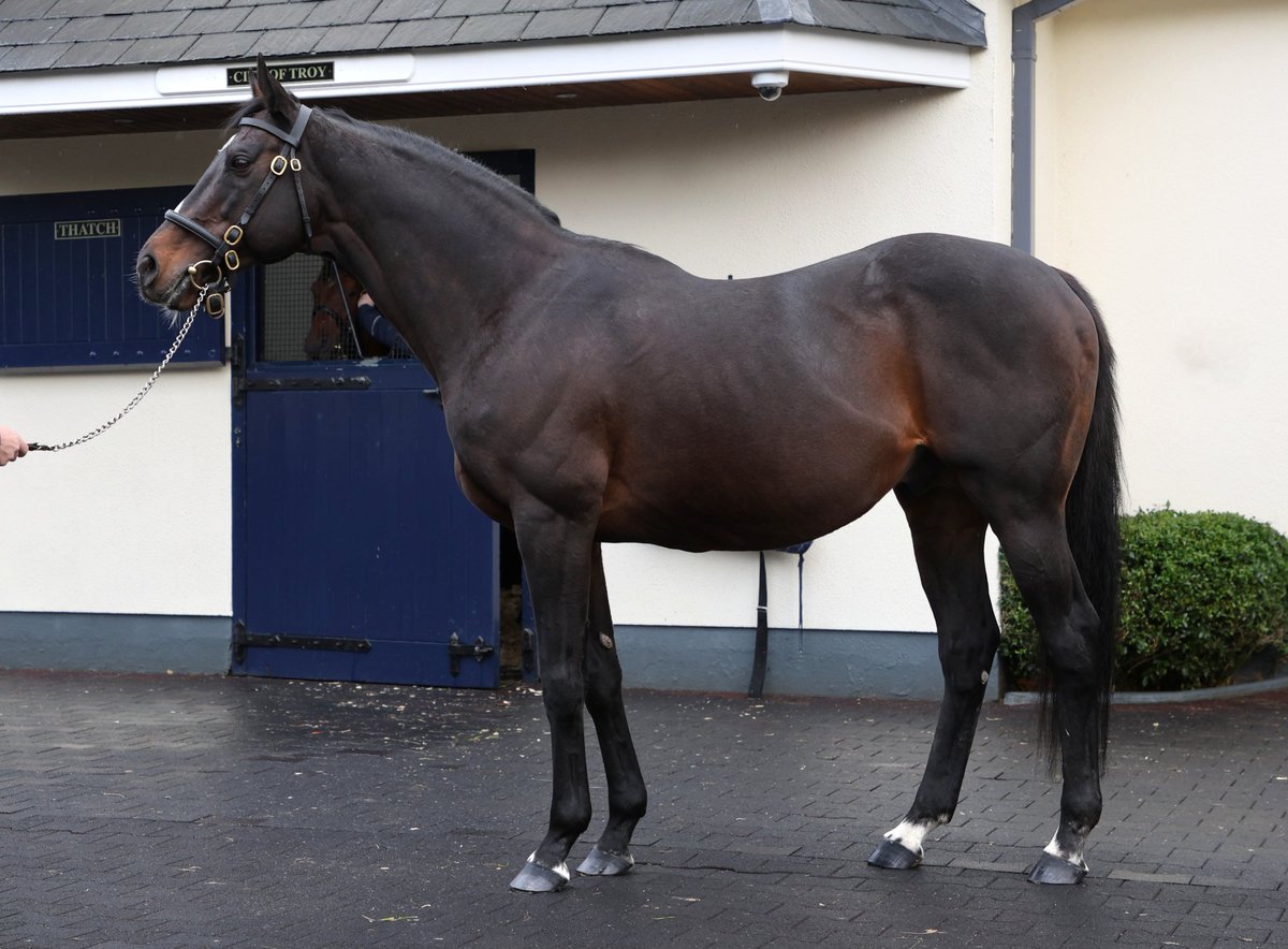 Camelot (Montjeu x Tarfah) . Easily one of the most handsome stallions out there in my opinion
#IrishStallionTrail