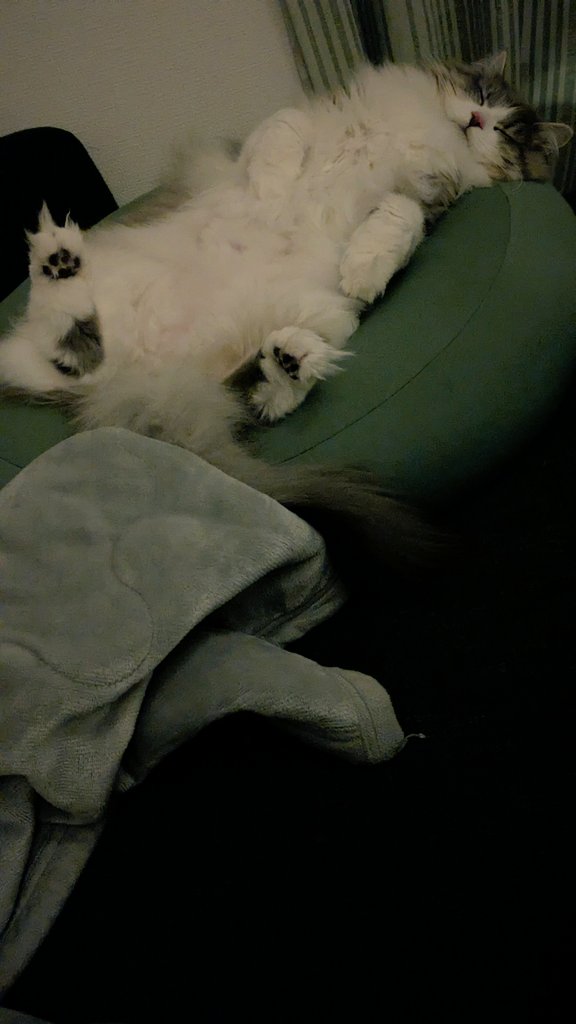 Lloyd_nui's tweet photo. 起きたらこれでニヤニヤした😆
#猫のいる暮らし
#サイベリアン https://t.co/z3MgJFwqhk