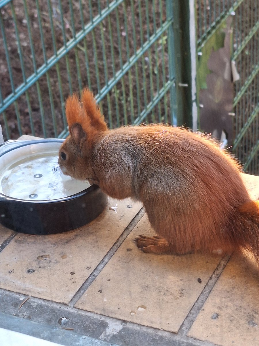 Robin heute wieder süß.

#Bibliothekshörnchen