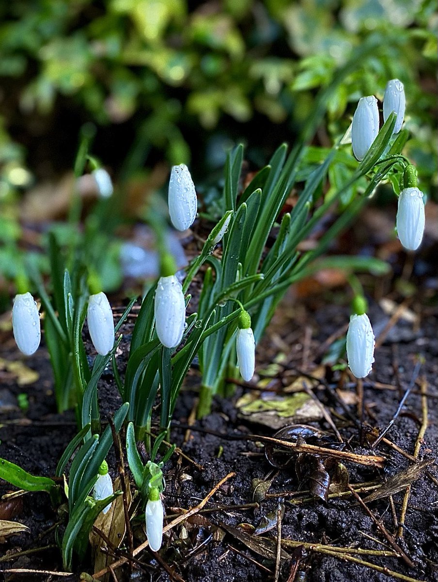 The awakening 🤍

January paints in colours 
of pearl
And poetry 

🌿🤍🌱