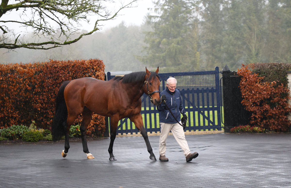 Little Big Bear (No Nay Never x Adventure Seeker)
#IrishStallionTrail