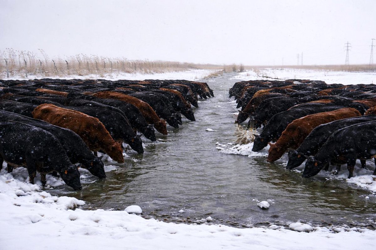 Buz gibi doğal kaynak suyu keyfi. 🐄😊

📍Kazım Karabekir Tarım İşletmesi/Iğdır

<a href="/TCTarim/">T.C. Tarım ve Orman Bakanlığı</a>