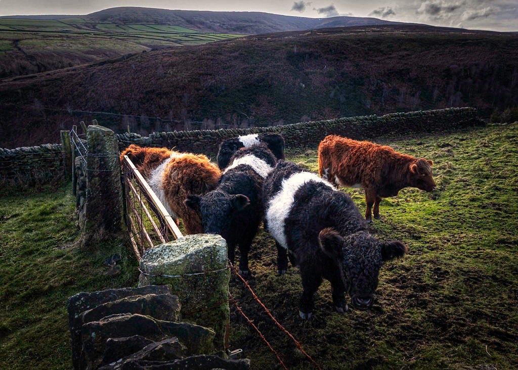 dunfordbridge's tweet photo. Beautiful Belted Galloways at Digley near Holmfirth, Yorkshire, UK.
#beltedgalloway #holmfirth @Hudsonweather #digley @yorkshire #galloways #StormHour #yorkshirephotos #peakdistrictphotos #landscapeimages #countrysidephotos #photooftheday @stormhour #holmfirth @countryfilemag https://t.co/3WlKx2FkMF