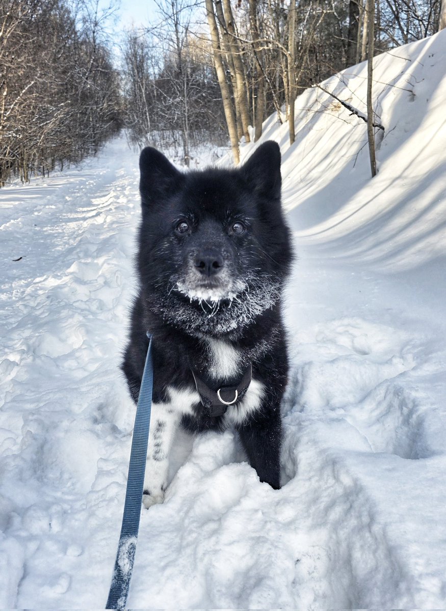 WalkinDogwalk's tweet photo. Riggs finds it difficult to look away on #wontlookWednesday...especially when treats are involved!
🤭💙❄️💙🐾🐕🐶❤️
#pomsky #pomskylove #HappyHumpDay #walkinthedog https://t.co/igKAmDE1fV