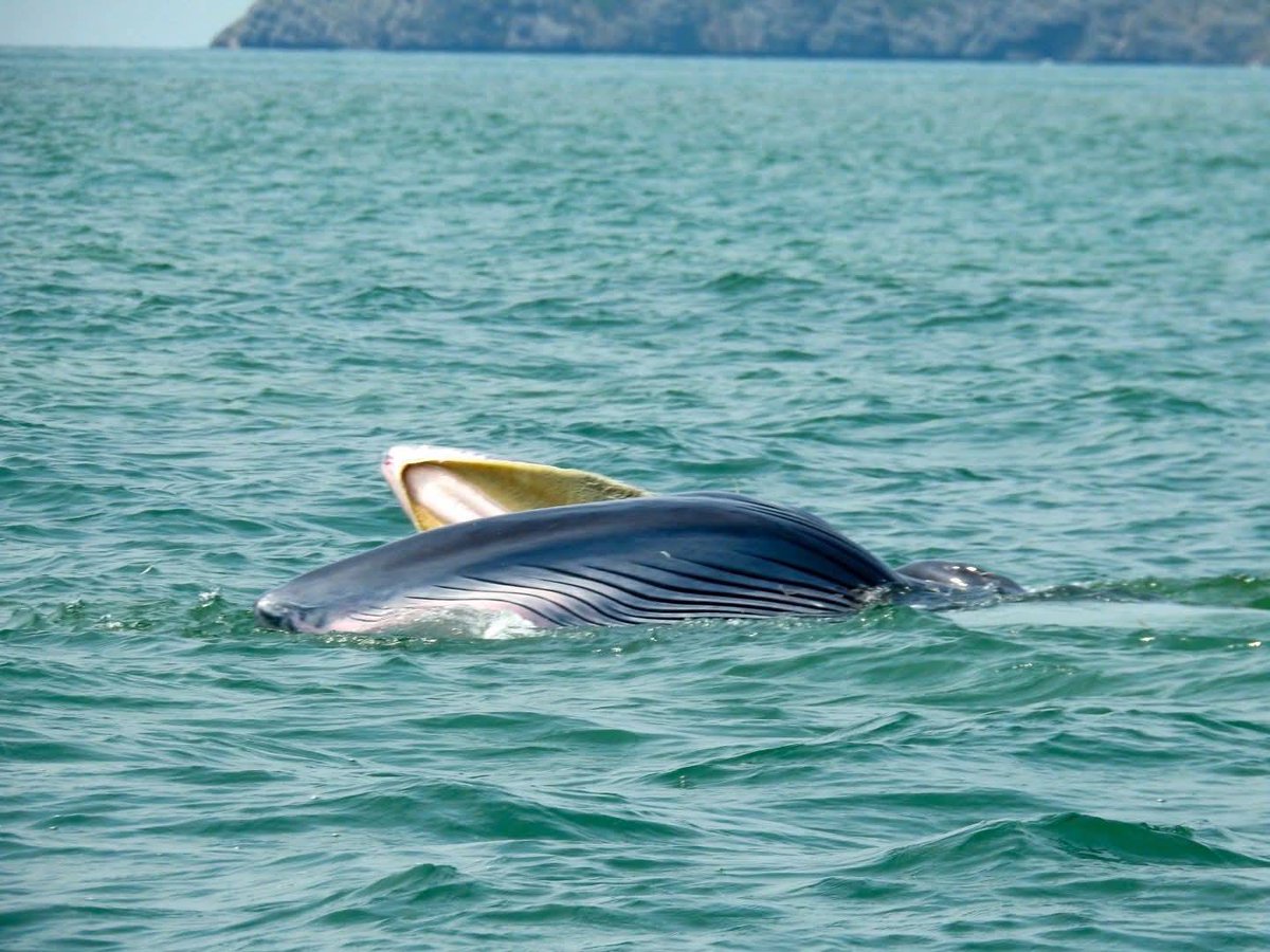 pr_prdnp's tweet image. น้องมาอีกแล้ว! 🐋🐋 วาฬบรูด้า 2 ตัวโผล่ทักทายที่อุทยานแห่งชาติหมู่เกาะอ่างทอง จ.สุราษฎร์ธานี ทะเลไทยสวยและสมบูรณ์ไม่แพ้ที่ไหนจริงๆ เห็นแล้วยิ้มเลยครับ 💙🌊
​#วาฬบรูด้า #อุทยานแห่งชาติหมู่เกาะอ่างทอง #สุราษฎร์ธานี