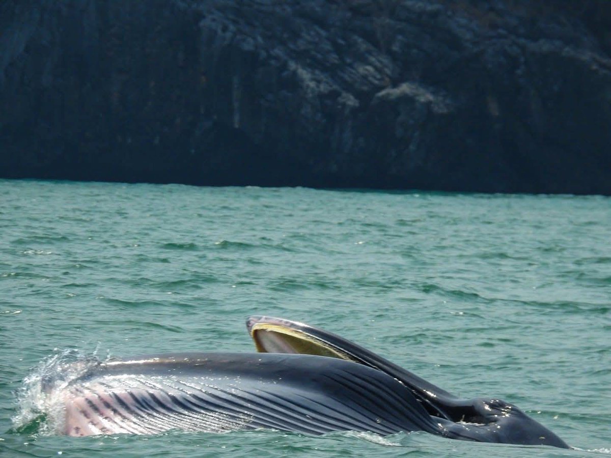 pr_prdnp's tweet image. น้องมาอีกแล้ว! 🐋🐋 วาฬบรูด้า 2 ตัวโผล่ทักทายที่อุทยานแห่งชาติหมู่เกาะอ่างทอง จ.สุราษฎร์ธานี ทะเลไทยสวยและสมบูรณ์ไม่แพ้ที่ไหนจริงๆ เห็นแล้วยิ้มเลยครับ 💙🌊
​#วาฬบรูด้า #อุทยานแห่งชาติหมู่เกาะอ่างทอง #สุราษฎร์ธานี