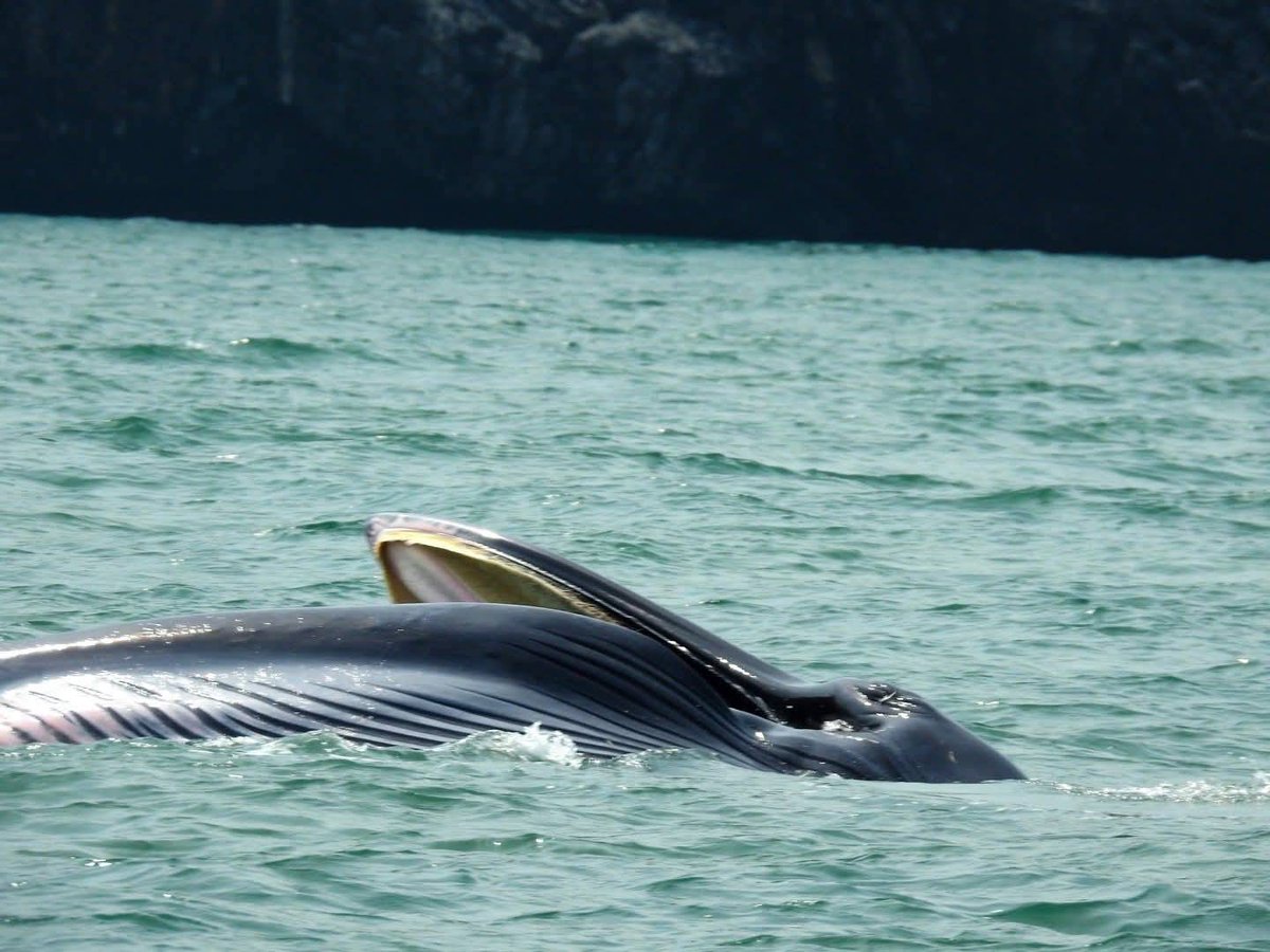 pr_prdnp's tweet image. น้องมาอีกแล้ว! 🐋🐋 วาฬบรูด้า 2 ตัวโผล่ทักทายที่อุทยานแห่งชาติหมู่เกาะอ่างทอง จ.สุราษฎร์ธานี ทะเลไทยสวยและสมบูรณ์ไม่แพ้ที่ไหนจริงๆ เห็นแล้วยิ้มเลยครับ 💙🌊
​#วาฬบรูด้า #อุทยานแห่งชาติหมู่เกาะอ่างทอง #สุราษฎร์ธานี