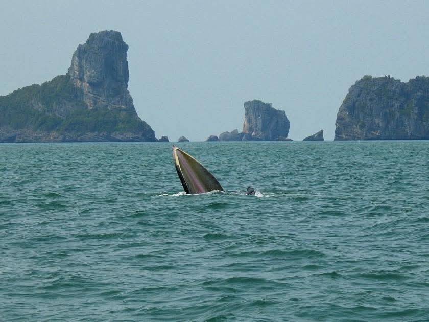 pr_prdnp's tweet image. น้องมาอีกแล้ว! 🐋🐋 วาฬบรูด้า 2 ตัวโผล่ทักทายที่อุทยานแห่งชาติหมู่เกาะอ่างทอง จ.สุราษฎร์ธานี ทะเลไทยสวยและสมบูรณ์ไม่แพ้ที่ไหนจริงๆ เห็นแล้วยิ้มเลยครับ 💙🌊
​#วาฬบรูด้า #อุทยานแห่งชาติหมู่เกาะอ่างทอง #สุราษฎร์ธานี