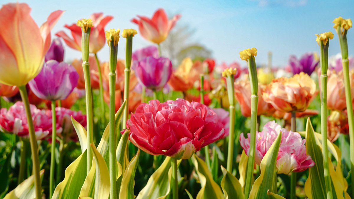 mita3_'s tweet image. 春色