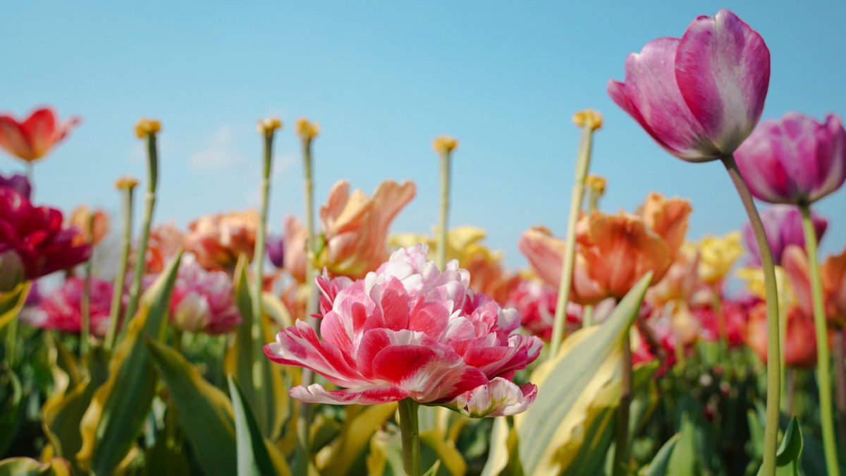 mita3_'s tweet image. 春色