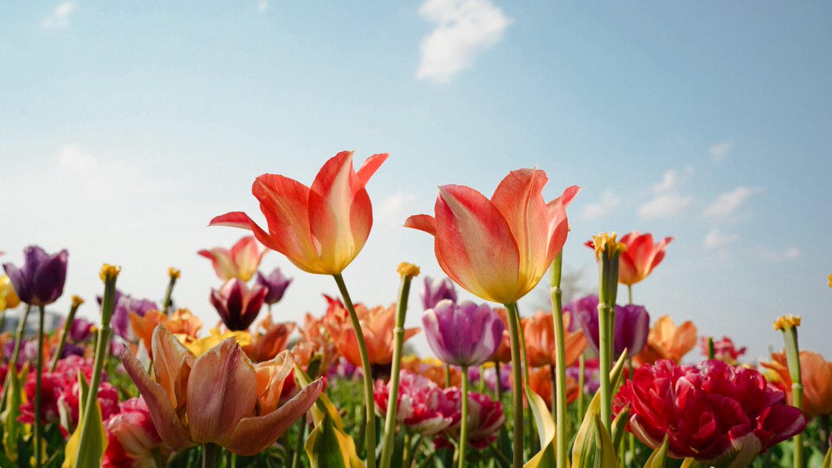 mita3_'s tweet image. 春色