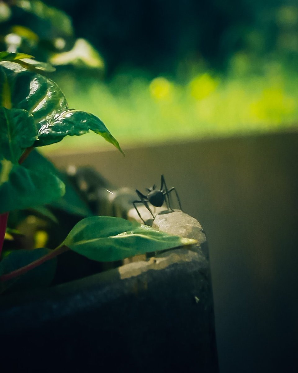 andika74's tweet photo. Small life, big universe

#macrophotography
#closeupphotography
#macroworld
#macroinsects
#natureview https://t.co/tUpabhioZw