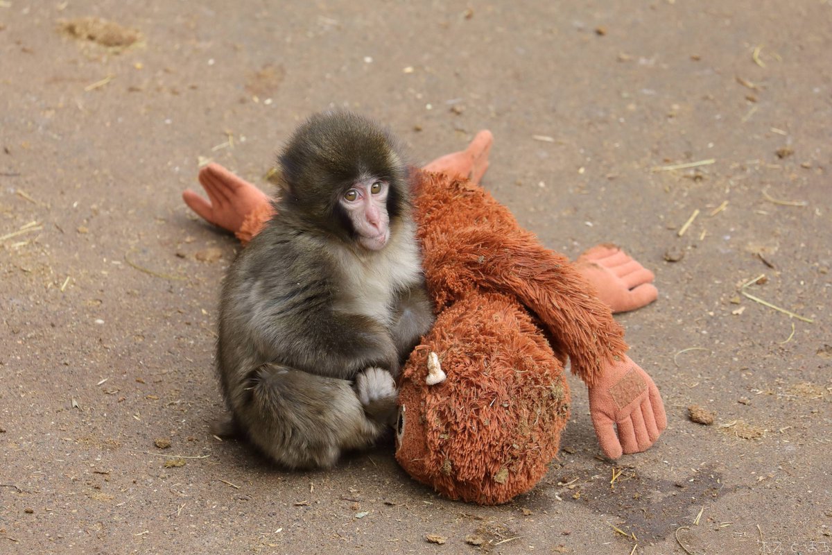 Bob_Maro_2023's tweet photo. 人工哺育の子ザルちゃん🐵
群れに合流してました
思わず「ガンバレー！」と言いそうになります📣

#市川市動植物園 #ニホンザル https://t.co/LE0xgn0S9n