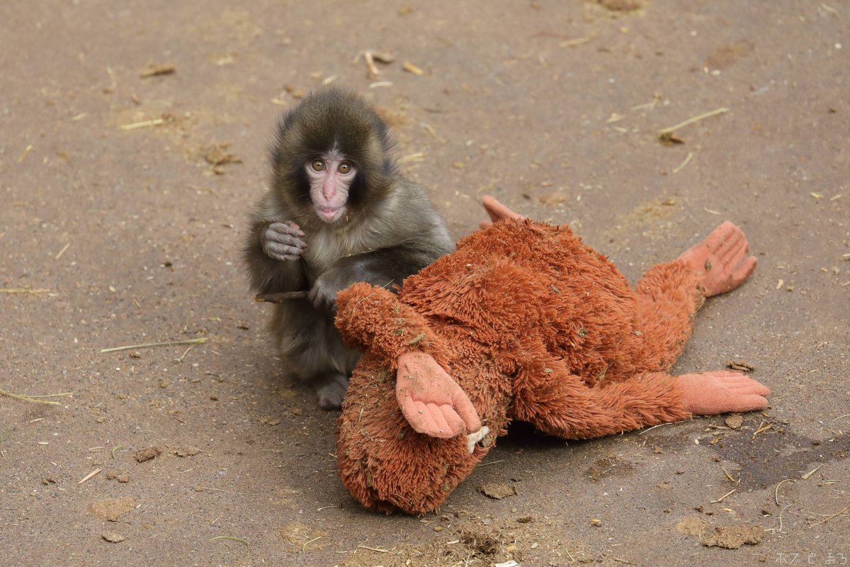 Bob_Maro_2023's tweet photo. 人工哺育の子ザルちゃん🐵
群れに合流してました
思わず「ガンバレー！」と言いそうになります📣

#市川市動植物園 #ニホンザル https://t.co/LE0xgn0S9n