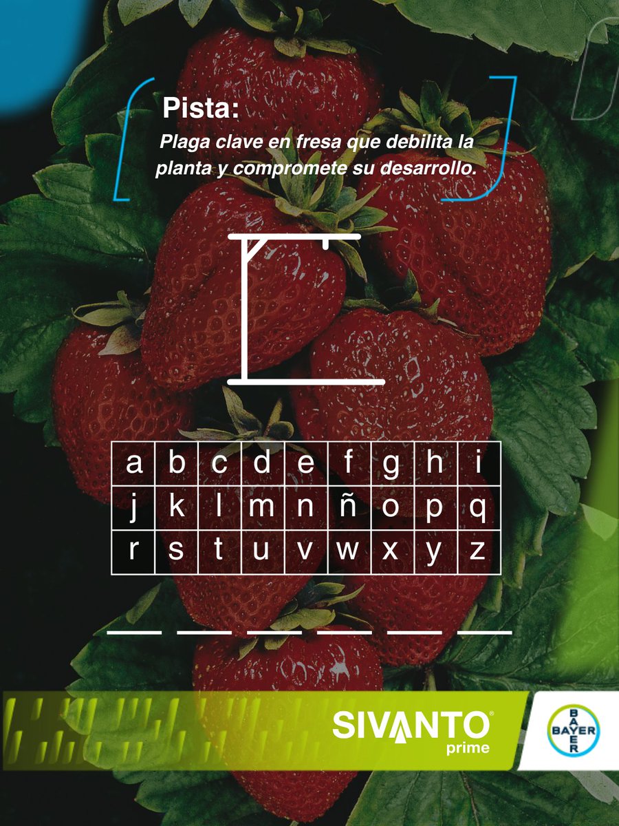 Bayer4CropsES's tweet photo. En #fresa, el #pulgón pone en juego el desarrollo del cultivo y el trabajo de toda la campaña. Sivanto® Prime es un #insecticida sistémico eficaz para el control de pulgones, mosca blanca y cicadélidos, integrado en un manejo ajustado al cultivo.
#ConLaComidaNoSeJuega https://t.co/Bb14TC9myu