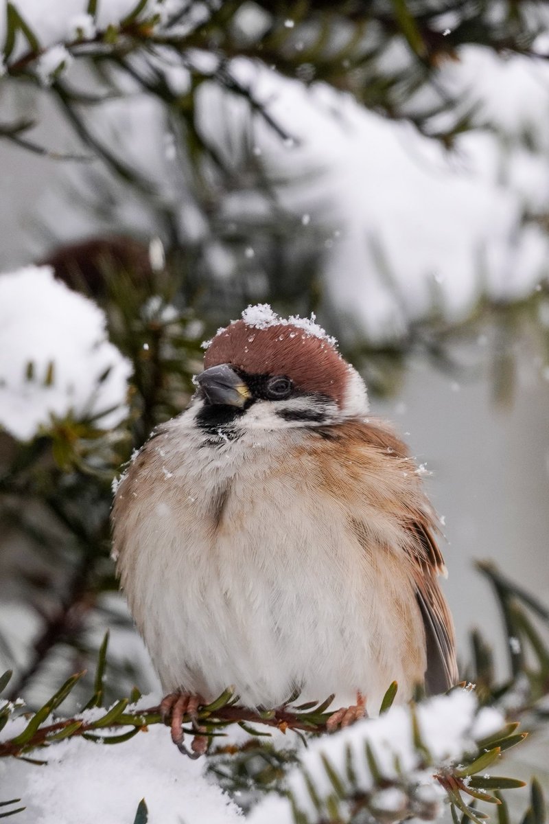お疲れさまでチュン🐥🍵

頭の上にも雪が積もったでチュン🐥☃️(⁠＾⁠∇⁠＾⁠)⁠ﾉ⁠♪

#すずめ #スズメ #チュン活