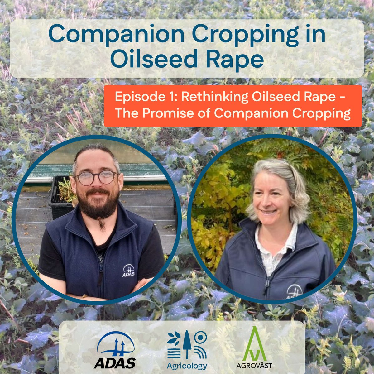 agricology's tweet photo. 🎧NEW Podcast Coming Soon: Rethinking Oilseed Rape - The Promise of #CompanionCropping  

Later this week we will be sharing a special edition of the Agricology Podcast feat. insight from our research with @adasgroup &amp; Agrovast.🌾👀

Learn more here: https://t.co/05UYFj0Hyp https://t.co/yD4labGHhk