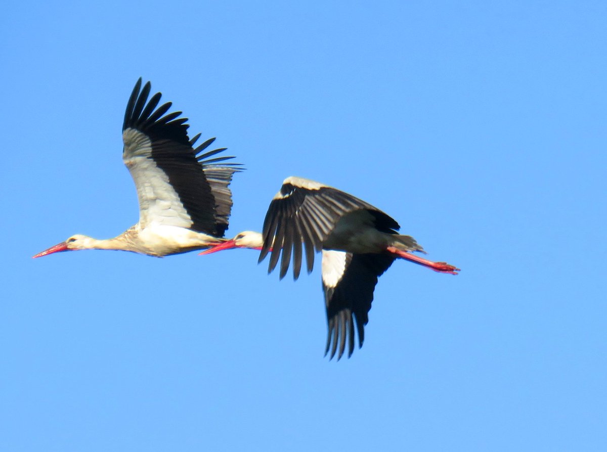 Bom dia! Cegonhas em voo sobre o céu de inverno. Num raro momento de interação aérea, parecem disputar uma corrida. A beleza está nos detalhes que voam. Boa 4°f
#ruifototerapia