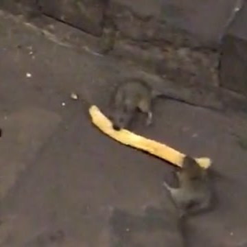 Malkan (╯°□°）╯︵ ┻━┻ (@_malkan_) on Twitter photo 