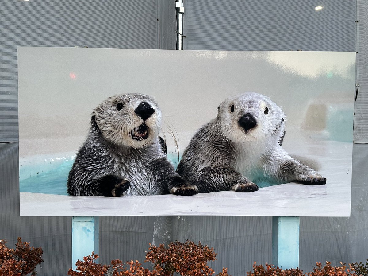 𝚞𝚜𝚊❁︎ (@li___i___55c) / Posts / X