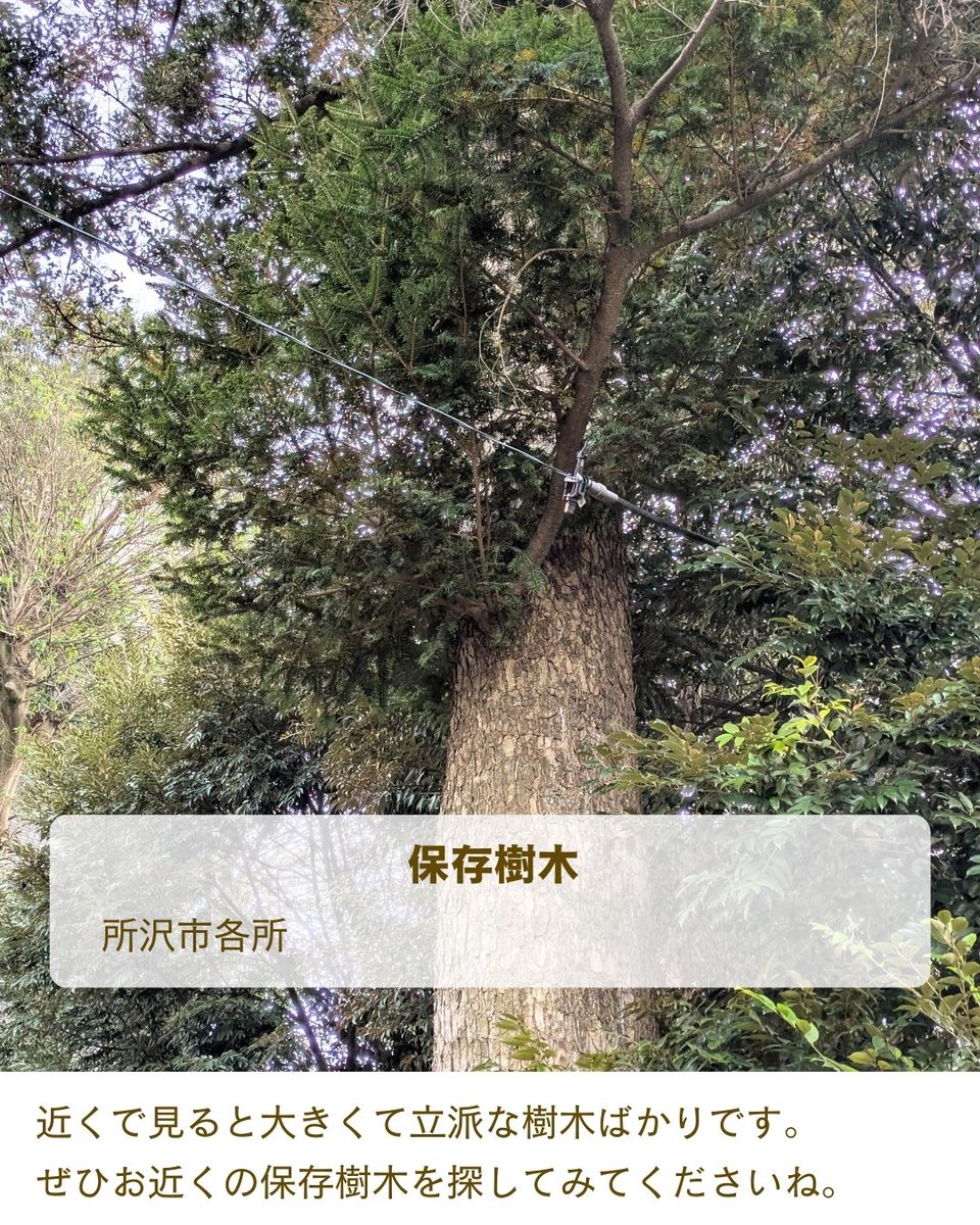自然豊かな所沢らしく、所沢のみどりを守り育てる条例に基づき、保存樹木が指定されています。
所沢駅近くでは、大きなモミの木やカシの木の保存樹木を見ることができます。
近くで見ると大きくて立派な樹木ばかりです。
ぜひお近くの保存樹木を探してみてくださいね。