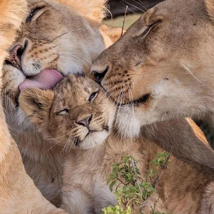 Lions 🦁 (@lionseveryday) on Twitter photo 