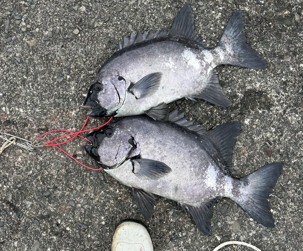 しがない釣り人 tweet media