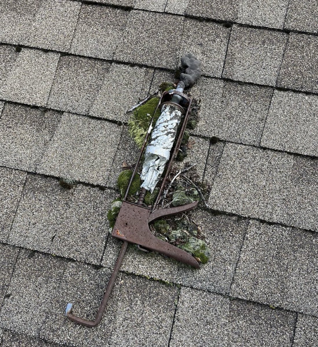 Saw someone post this from a jobsite  Life finds a way I guess