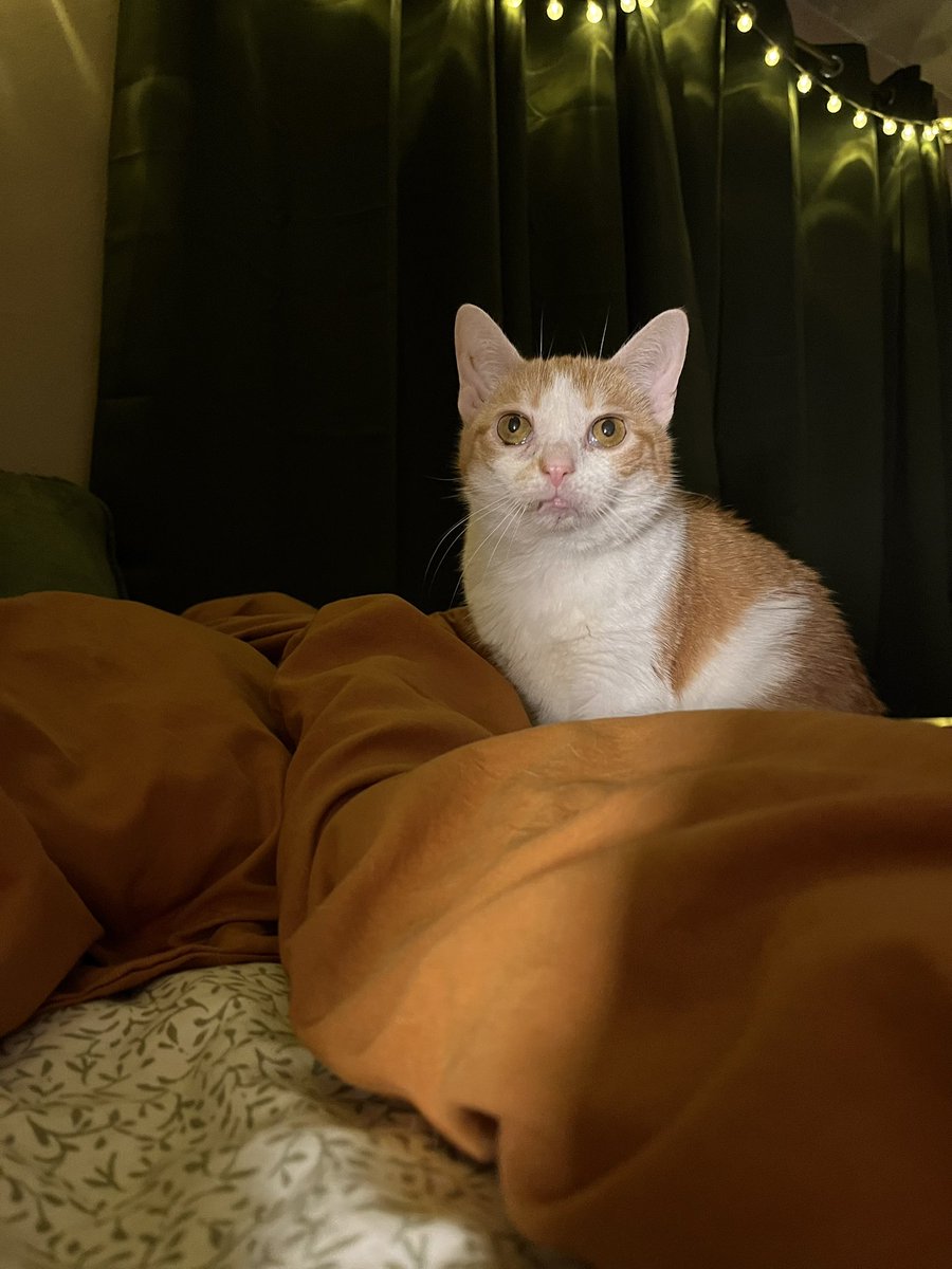 norberg & co tweet media