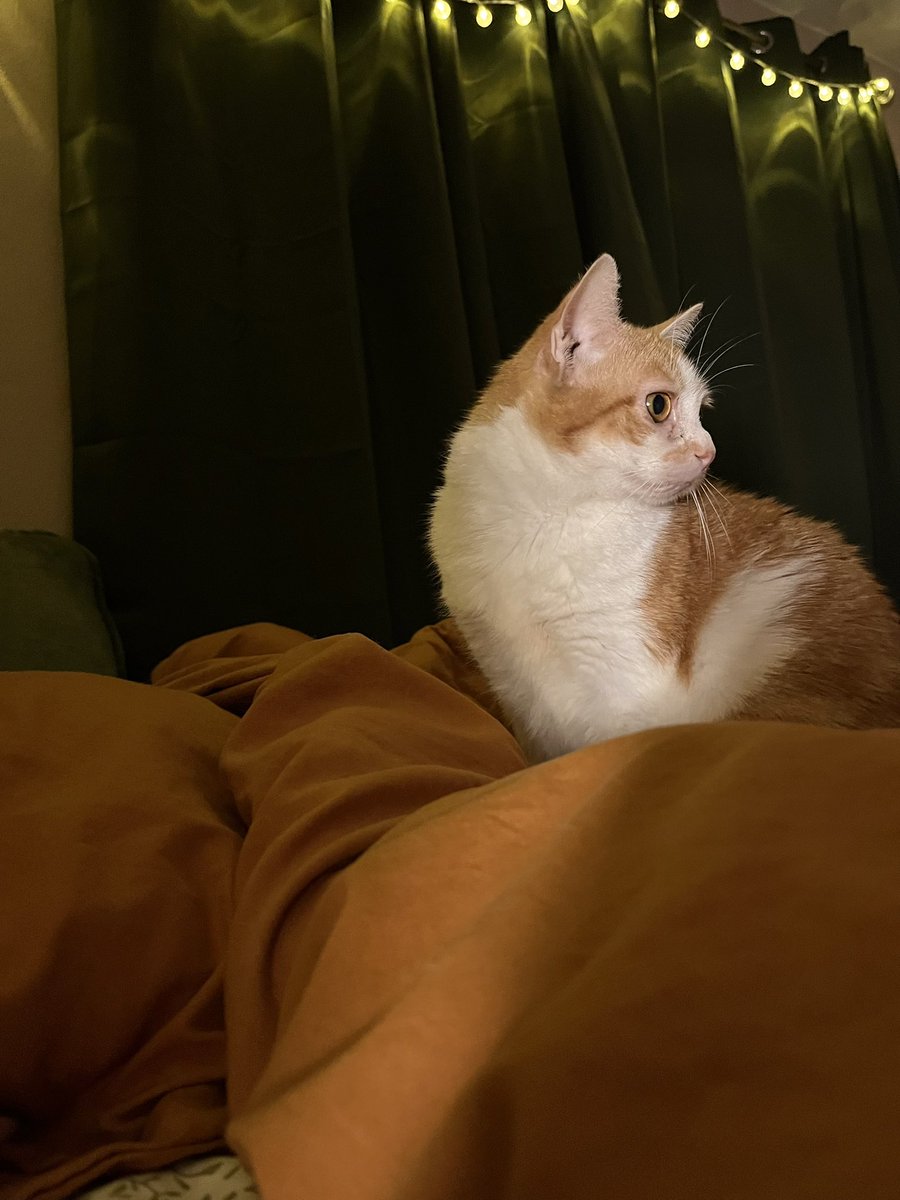 norberg & co tweet media