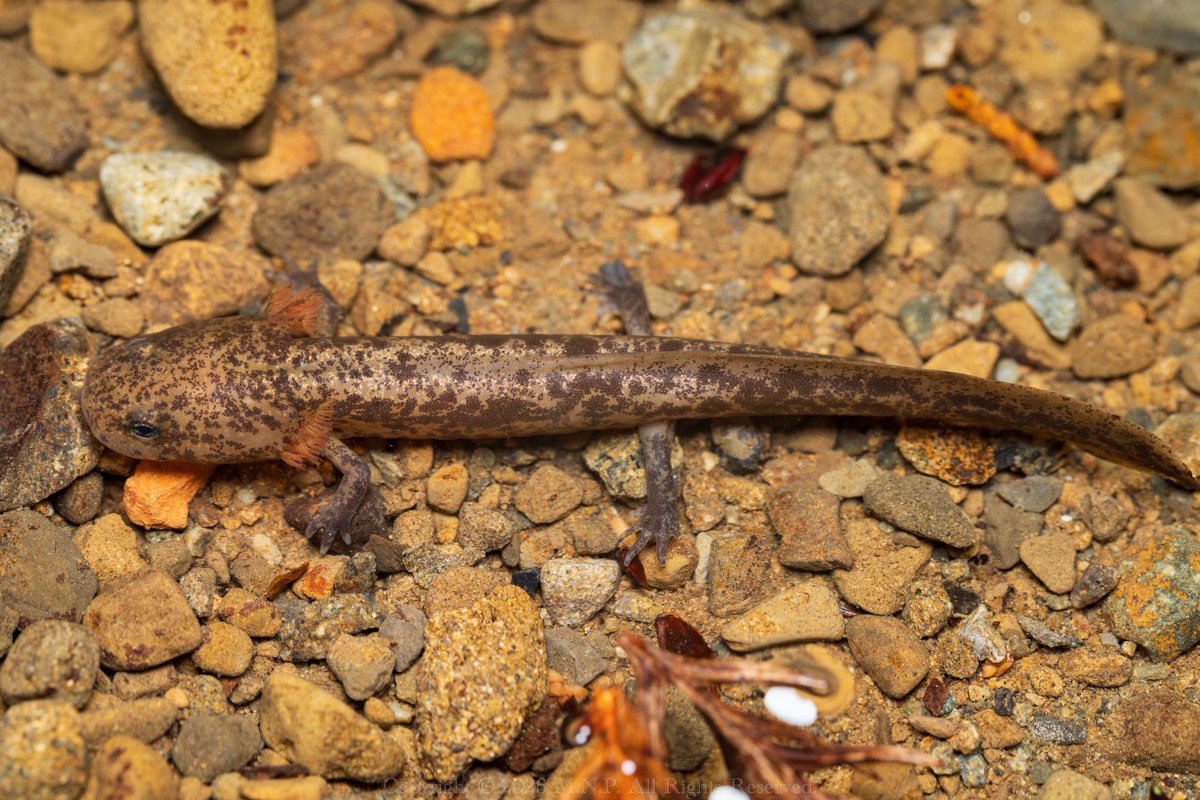 外鰓とキラキラ。
成体に比べると一見地味な印象を受けるが、ぐぐーっと寄ってみると見事な金箔が広がっている。砂金のよう。

FE 100mm F2.8 Macro GM OSS

ヒガシヒダサンショウウオ 幼生
Hynobius fossigenus