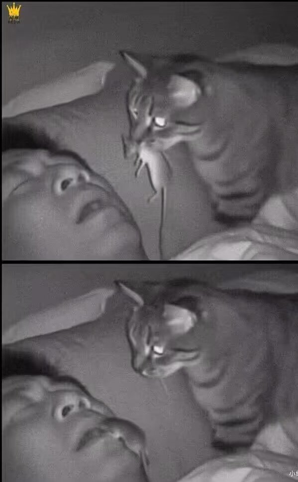 zhngzhn02381120's tweet image. Don't worry bro   You won't starve.
#Argenthill