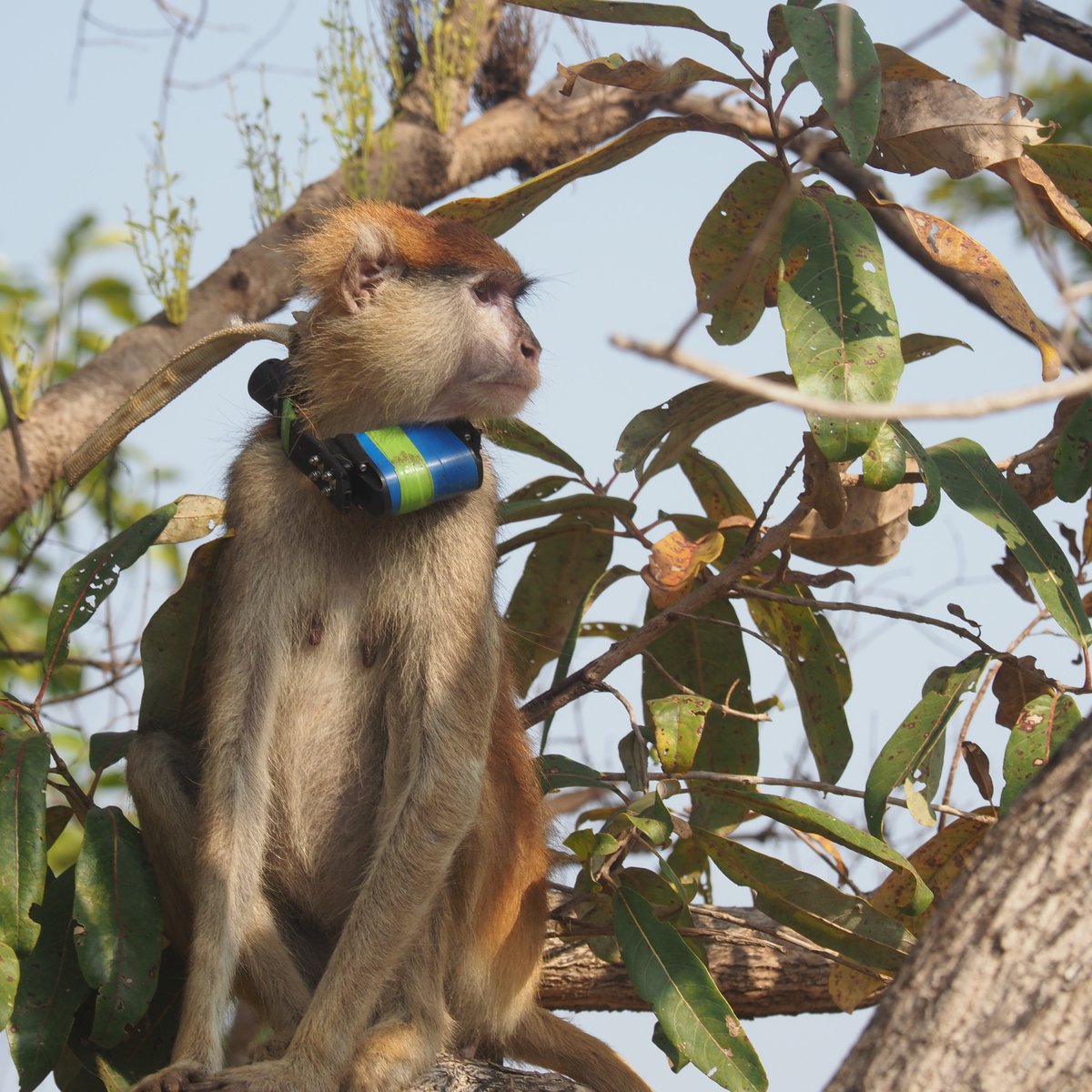 OGの半沢真帆さん（現、兵庫県立大特別研究員）の博士学位論文のメインの課題が、Behavioral Ecology and Sociobiology誌にオンライン公開されました（link.springer.com/article/10.100…）。
＃ガーナ・モレ　＃パタスモンキー　＃集団移動　＃論文刊行