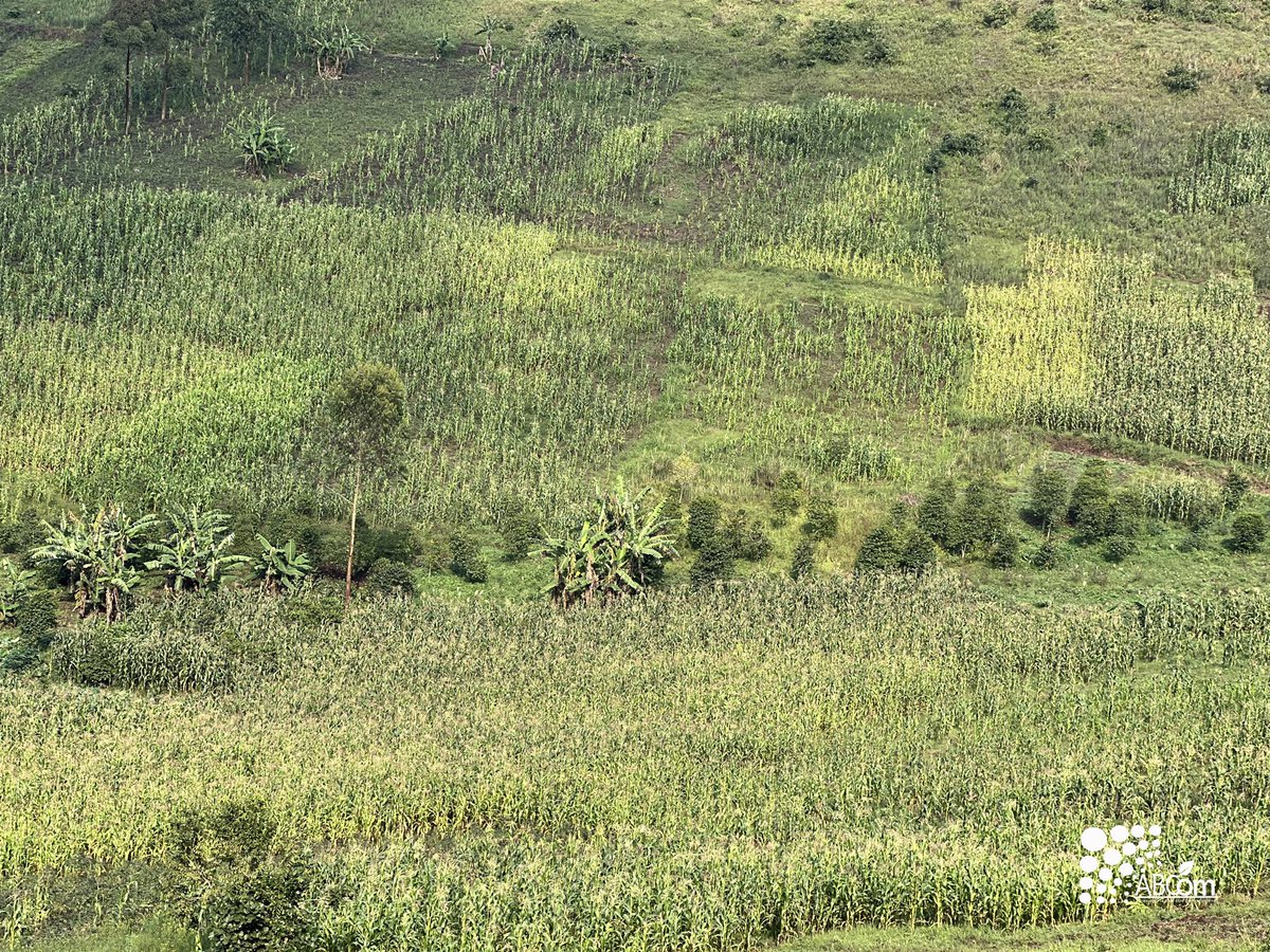 ABCom_ONGD's tweet photo. La terre ne me mens pas! Une graine et la détermination de ceux qui veulent combattre l'insécurité alimentaire lui suffisent .

#agriculture #FoodSecurity #HumanityFirst https://t.co/d690dj1X68