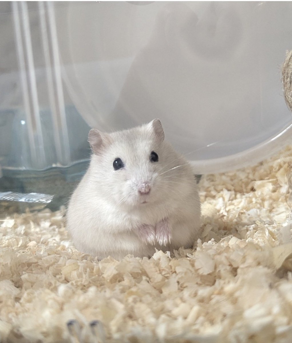 ハムスターの画像貼り付け場 Community on X - 7.0K Members