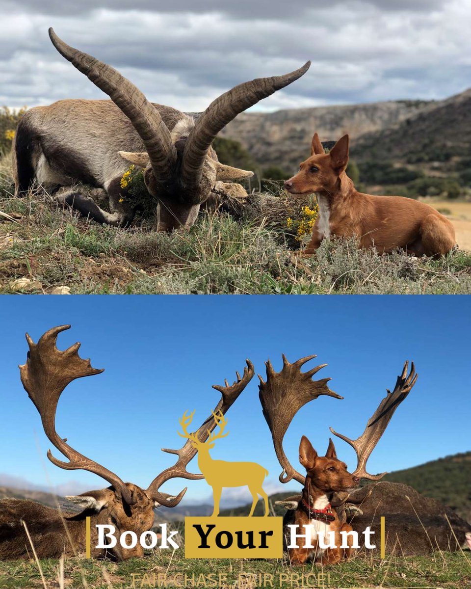 BookYourHunt tweet media