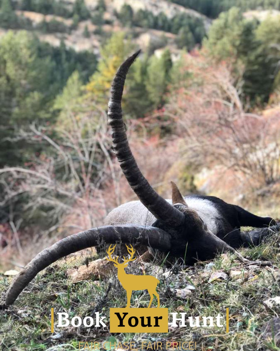 BookYourHunt tweet media