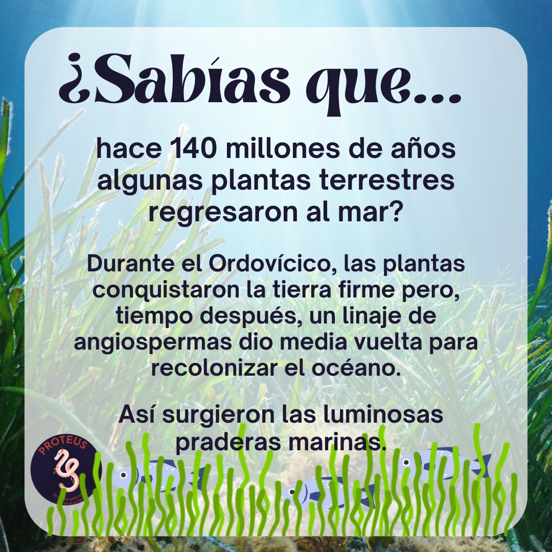 🌊🌿

👉 Descubre más sobre esta historia en el episodio 10
pod.link/1798763730/epi…

#Ciencia #Divulgación #Biología #PodcastProteus